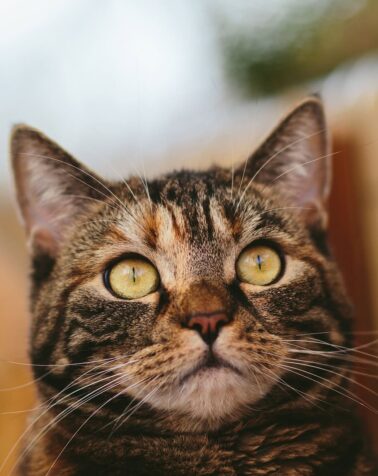 Cat Cat