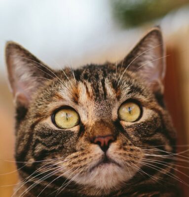 Cat Cat
