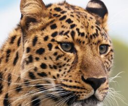 wildlife